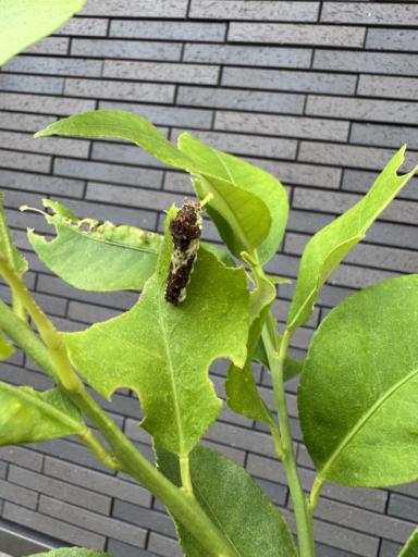 A caterpillar on a green lemon leaf, mostly brown but starting to turn green.